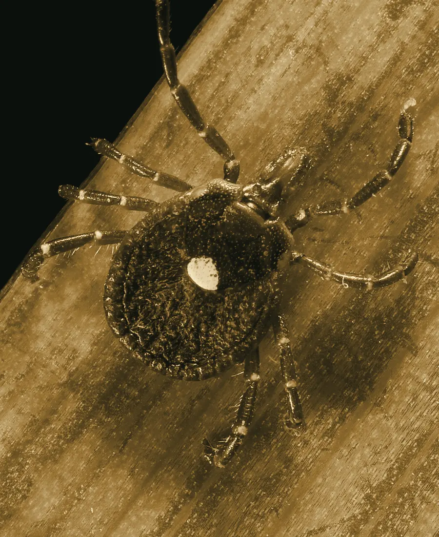 An adult female lone star tick on a leaf, with the single pale spot on her back